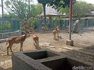 Bupati Tulungagung Soroti Kebun Binatang Mini yang Hewannya Menyedihkan