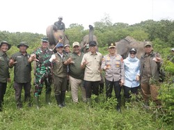 43 Tahun Konflik Gajah-Manusia, Pemerintah Bangun Pembatas di Way Kambas