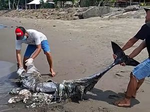 Bangkai Lumba-lumba Terdampar di Jembrana, Kondisi Membusuk dan Hancur