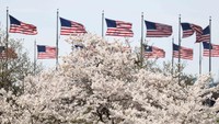 Sakura Mekar di Washington, D.C., Tanda Puncak Musim Semi Tiba