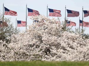 Sakura Mekar di Washington, D.C., Tanda Puncak Musim Semi Tiba