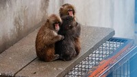 Punch, Monyet Yatim Peluk Boneka Orangutan, Kebanjiran Ucapan Saat Ultah Pertama