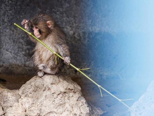 Tingkah Unik Punch, Monyet Jepang Curi Perhatian Pengunjung