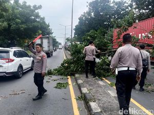 Jalan Trosobo Sidoarjo Tersendat Imbas Truk Trailer Nyangkut Pohon