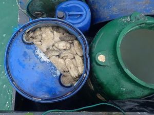 Kapten Kapal Indonesia Dibui karena Tangkap Teripang Ilegal di Australia