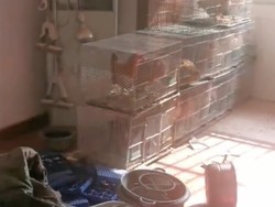 Bisa-bisanya Apartemen Manusia Disulap Jadi Kandang Ayam