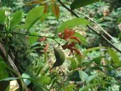 Bunga Mungil Ini Alami Evolusi Tak Biasa Demi Menarik Penyerbuk, Kok Bisa?