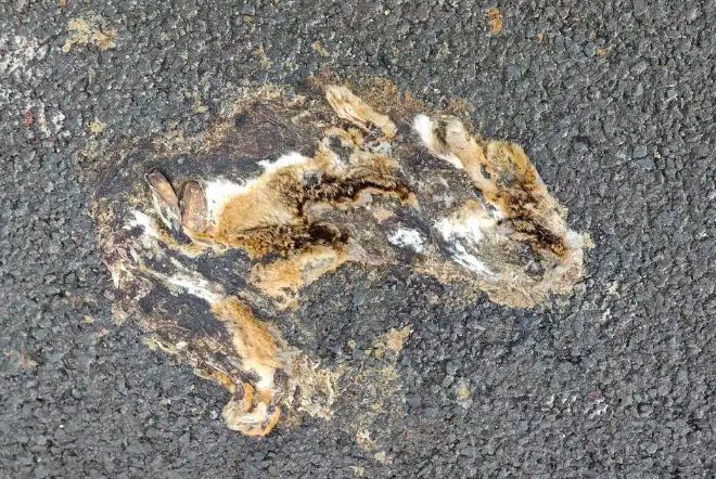 Kelinci Hainan Kelinci Hainan