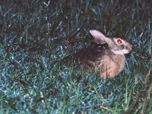 Spesies Langka Muncul Lagi Setelah 40 Tahun Hilang, Ilmuwan Senang