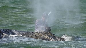 Dramatis! Perjuangan Selamatkan Paus Bungkuk di Jerman