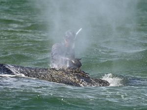 Dramatis! Perjuangan Selamatkan Paus Bungkuk di Jerman