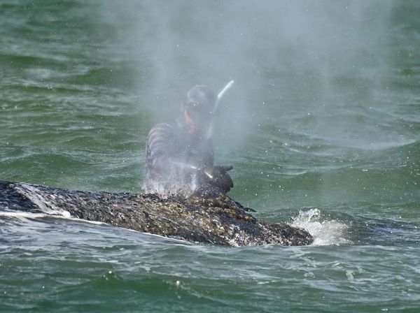 Dramatis! Perjuangan Selamatkan Paus Bungkuk di Jerman