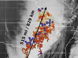 Rekor Dunia! Petir Terpanjang 829 Km, Jakarta-Situbondo Lewat
