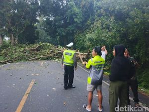 2 Pohon Tumbang di Jalur Gilimanuk-Denpasar, Lalu Lintas Macet
