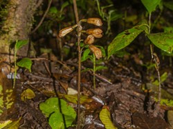 2 Anggrek Langka Ditemukan di Lereng Semeru, Ini Jenisnya