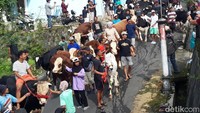 Di Boyolali, Sapi Pun Turut Berlebaran