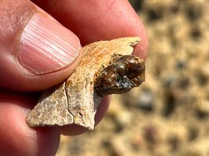 Fosil 18 Juta Tahun Ditemukan di Mesir, Diduga Leluhur Kera Modern