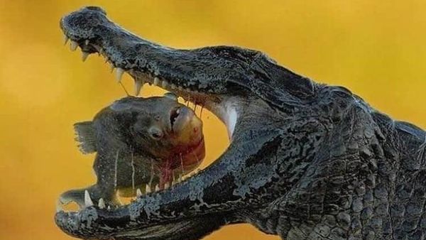 Timing-nya Gila! Foto Ini Diambil di Detik Sempurna