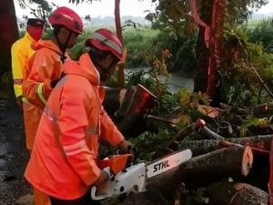 Pohon Jaranan di Nganjuk Tumbang, Jalur Kertosono-Lengkong Sempat Ditutup