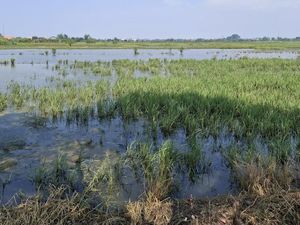 158 Hektare Sawah di Pasuruan Terancam Gagal Panen gegara Terendam Banjir