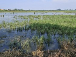 158 Hektare Sawah di Pasuruan Terancam Gagal Panen gegara Terendam Banjir
