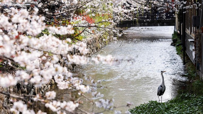 Sakura Mekar di Kyoto, Wisatawan Berburu Foto Musim Semi