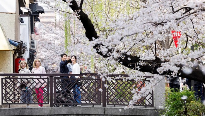 Sakura Mekar di Kyoto, Wisatawan Berburu Foto Musim Semi