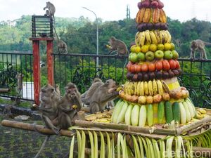 Sesaji Rewanda Gua Kreo Semarang, Hadiah untuk Kera Wujud Syukur Warga