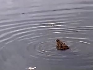 Penampakan Anak Buaya di Sungai Cimandiri Sukabumi Jadi Tontonan Warga