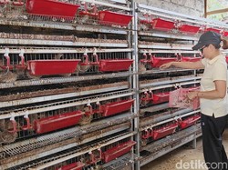 Gurihnya Bisnis Telur Puyuh Bumdes Aura Cempaka Badung