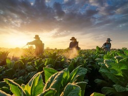 Distribusi Luas dan Mutu Produk Jadi Faktor Penting Keberlangsungan Brand