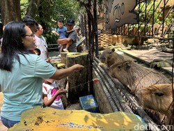 Puncak Libur Lebaran, KBS Diprediksi Dipadati 30 Ribu Pengunjung Hari Ini