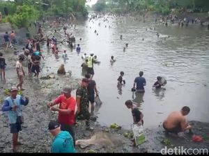 Dam Rowosumo Lumajang Dikeringkan, Ratusan Warga Berburu Ikan