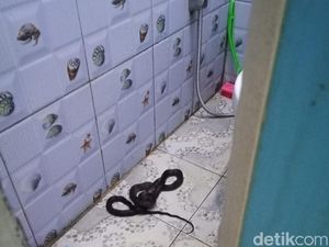 Teror Ular Babi Sepanjang 1,2 Meter di Kamar Mandi Warga Kuningan