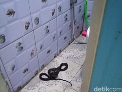 Teror Ular Babi Sepanjang 1,2 Meter di Kamar Mandi Warga Kuningan