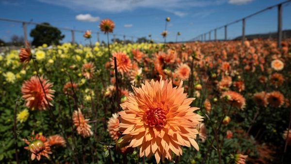 Hamparan Dahlia Warnai Festival Bunga di Afrika Selatan