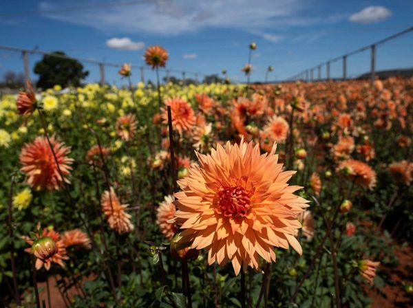 Hamparan Dahlia Warnai Festival Bunga di Afrika Selatan