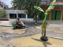 Jalan ke RSUD Kayen Pati Rusak Bikin Celaka, Warga Tanami Pohon Pisang