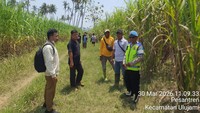 Temuan Kerangka Manusia di Kebun Tebu Gegerkan Warga Pemalang