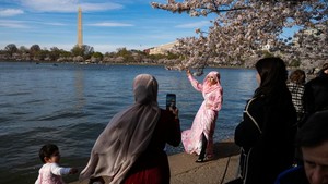 Pesona Sakura di Tidal Basin AS Gaet Wisatawan Dunia