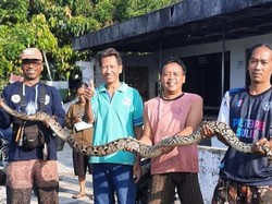 Piton 3 Meter Ditangkap Usai Coba Terkam Ayam di Trucuk Klaten