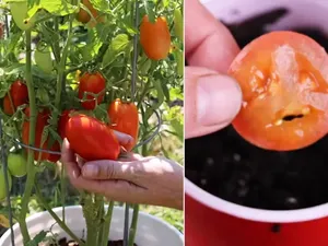 Eksperimen Unik! Pria Ini Tanam Biji Tomat dari Burger McD, Ini Hasilnya
