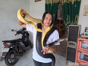 Cerita Wanita di Jombang Jadi Penari Ular demi Hidupi 17 Piton Peliharaan