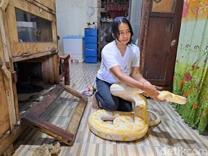 Cerita Penari Ular di Jombang Cari Nafkah Demi Hidupi 17 Piton