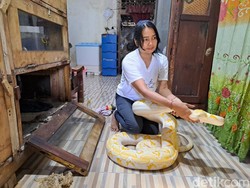 Cerita Penari Ular di Jombang Cari Nafkah Demi Hidupi 17 Piton