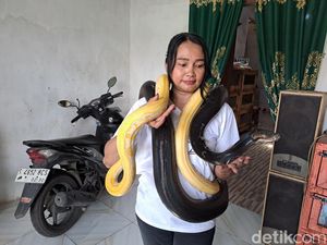 Jungkir Balik Rika Si Ratu Ular Jombang Hidupi 17 Piton, Ini Faktanya