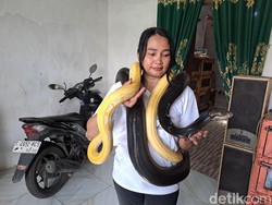 Bak Ratu Ular, Perempuan di Jombang Pelihara 17 Piton Berbagai Jenis
