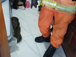 Hii, Ular Piton di Surabaya Colak-colek Istri Penghuni Rumah Saat Tidur