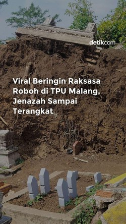 Video Viral Beringin Raksasa Roboh di TPU Malang