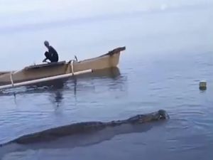 Buaya 3 Meter Lepas dari Jaring Nelayan di Donggala, Warga Diminta Waspada